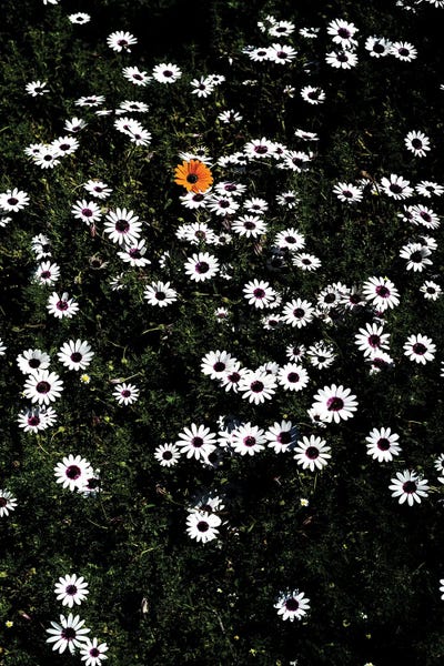 Color Pop Photography: Namaqua by Shot by Clint