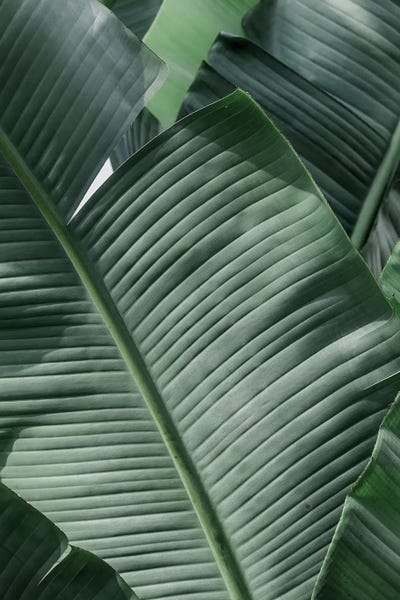 Natural Elements: Natal by Shot by Clint