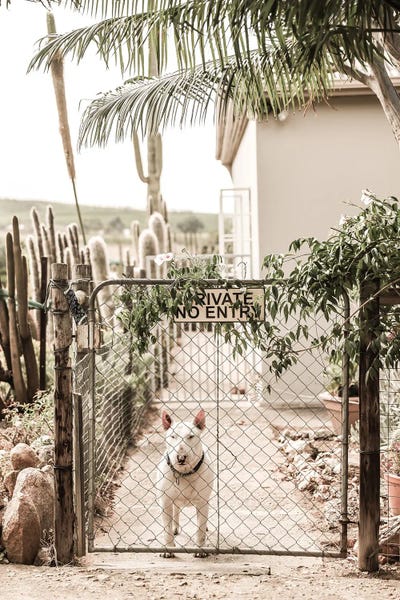 Bull Terriers: No Entry by Shot by Clint