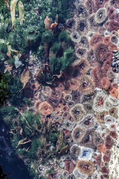 Ocean Curiosities by Shot by Clint canvas print