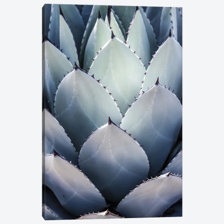 Blue Agave Side Canvas Print #SBC11} by Shot by Clint Canvas Wall Art