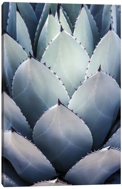 Blue Agave Side Canvas Art Print - Shot by Clint