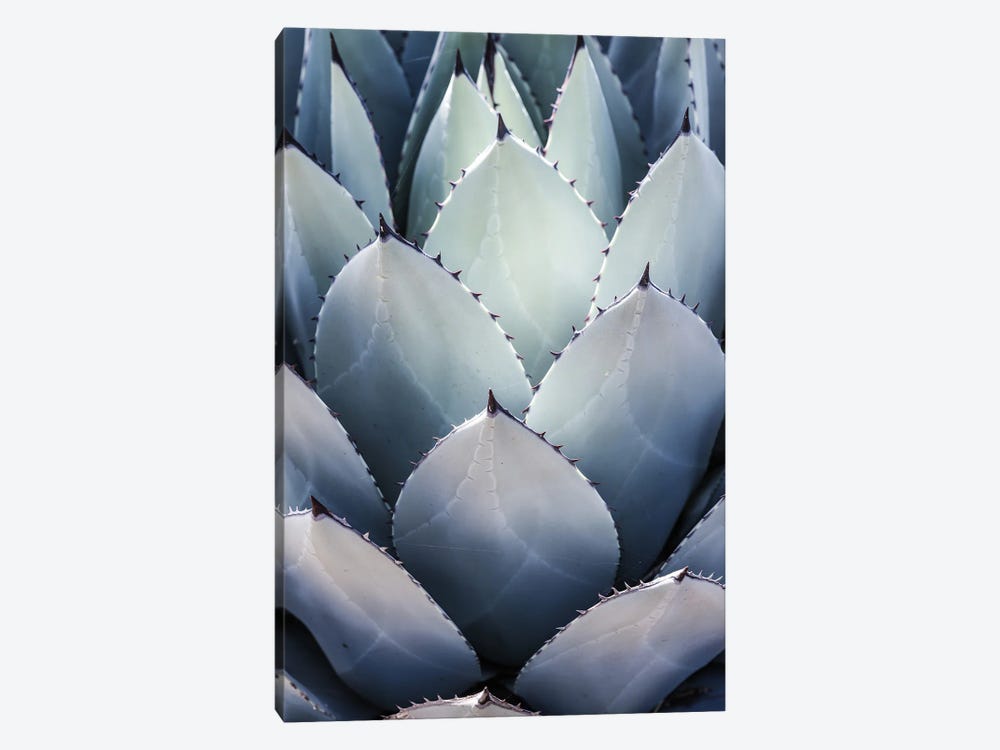 Blue Agave Side by Shot by Clint 1-piece Canvas Artwork
