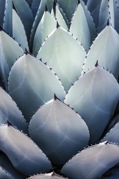Succulents: Blue Agave Side by Shot by Clint