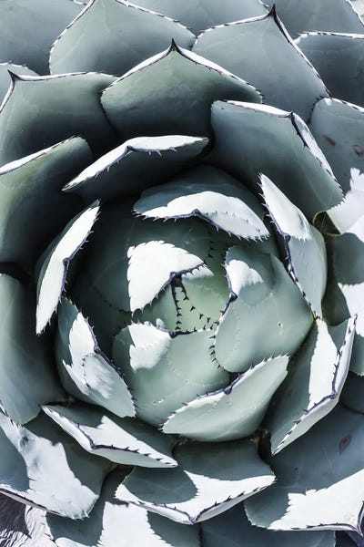 Blue Agave Top by Shot by Clint framed canvas print