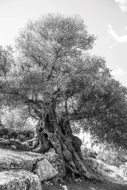 Olea by Shot by Clint wall art