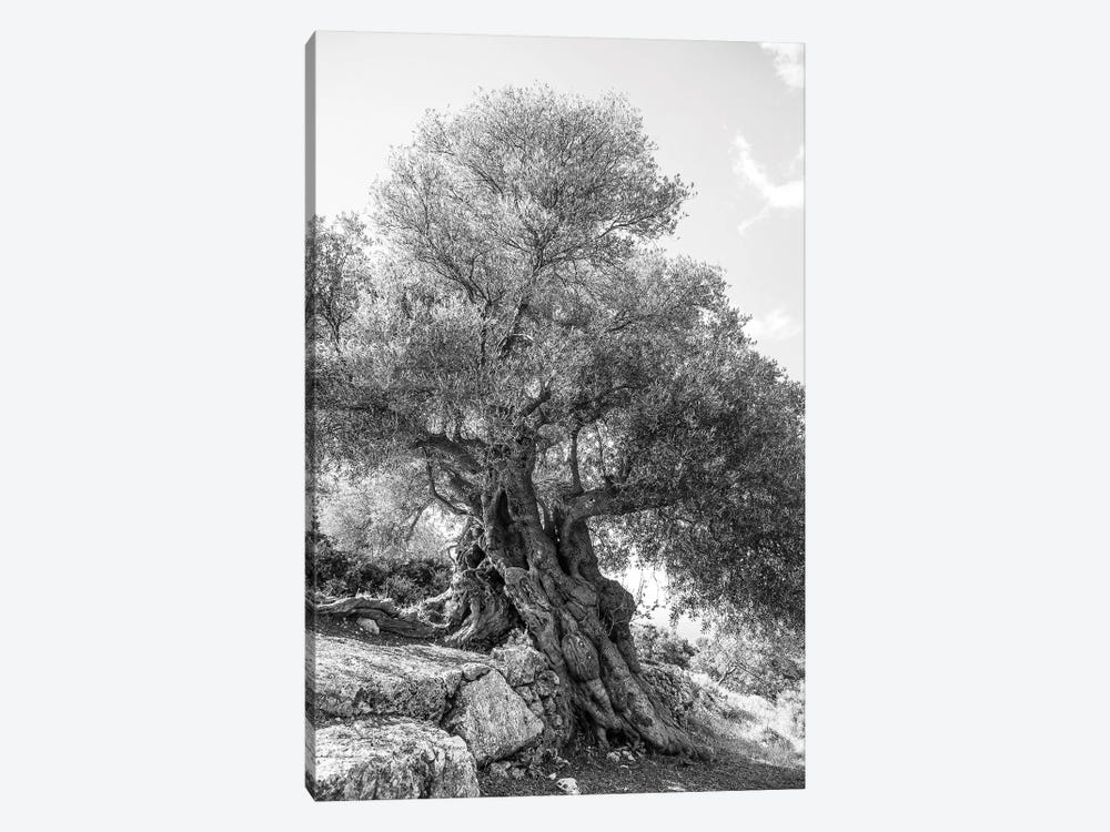 Olea by Shot by Clint 1-piece Canvas Print