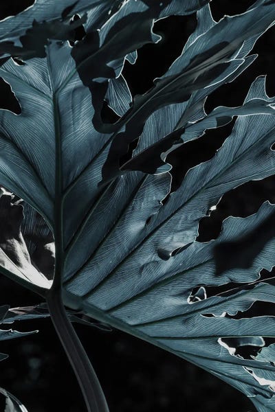 Monsteras: Pacific Monster by Shot by Clint