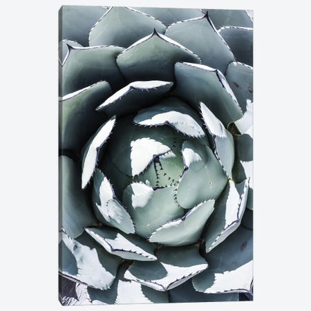 Blue Agave Top Canvas Print #SBC12} by Shot by Clint Canvas Wall Art