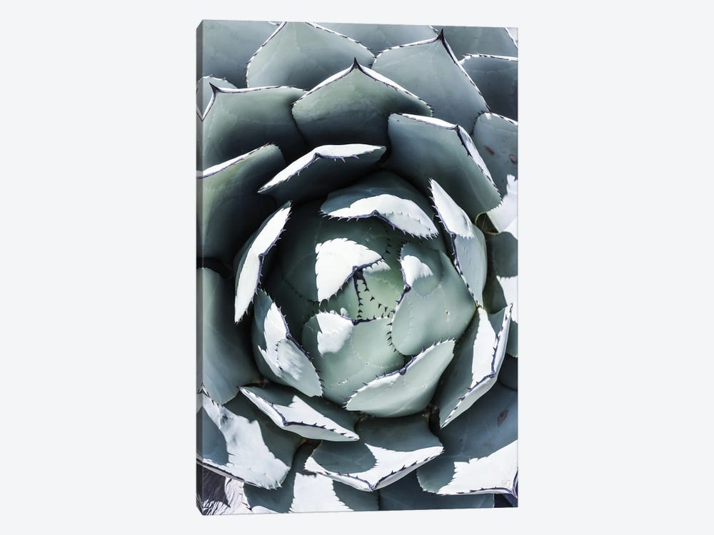 Blue Agave Top by Shot by Clint 1-piece Art Print