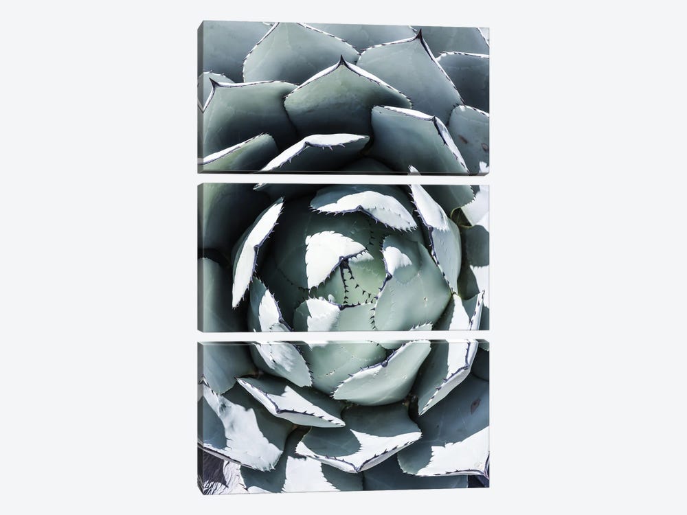Blue Agave Top by Shot by Clint 3-piece Canvas Art Print
