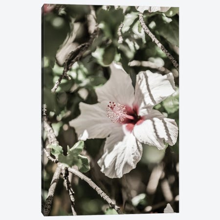 Pale Pink Hibiscus Canvas Print #SBC130} by Shot by Clint Canvas Artwork
