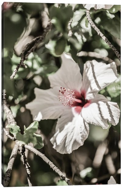 Pale Pink Hibiscus Canvas Art Print - Shot by Clint
