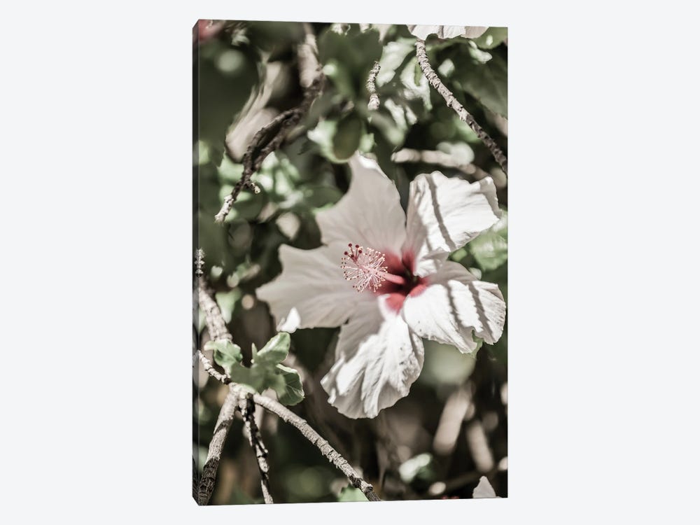 Pale Pink Hibiscus by Shot by Clint 1-piece Canvas Print