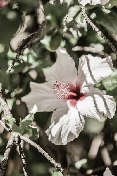 Hibiscuses: Pale Pink Hibiscus by Shot by Clint