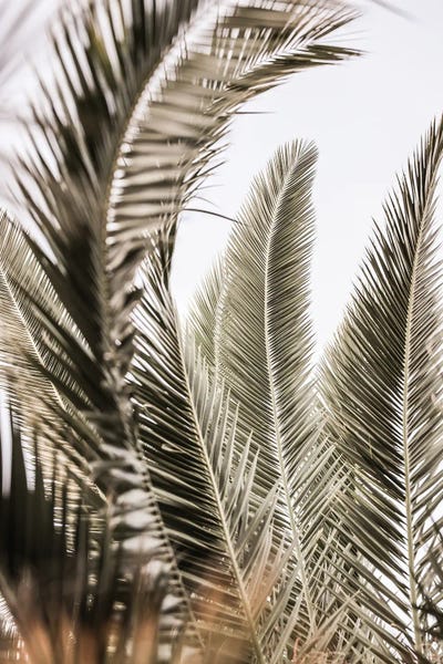 Palm Love by Shot by Clint canvas print