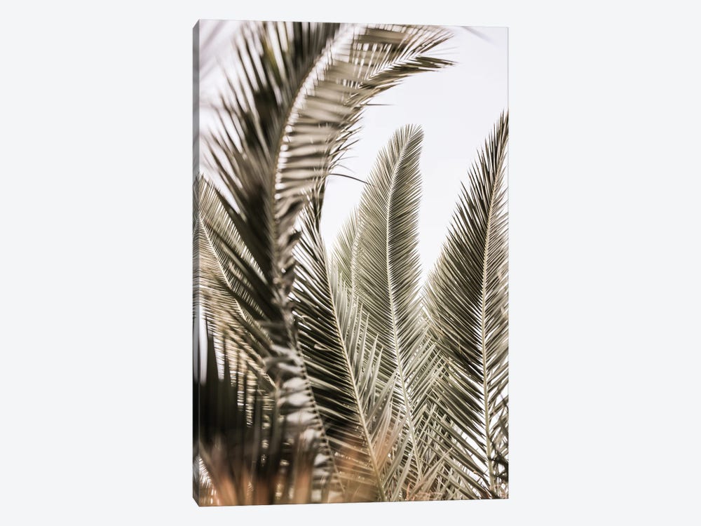Palm Love by Shot by Clint 1-piece Canvas Print