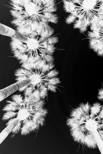 Fine Art Print: Palm Springs by Shot by Clint