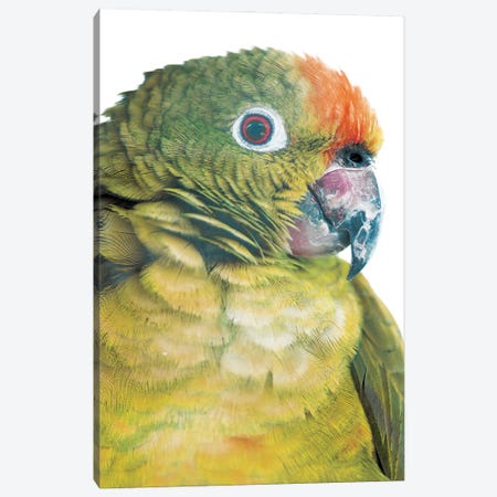 Parrot Canvas Print #SBC135} by Shot by Clint Art Print