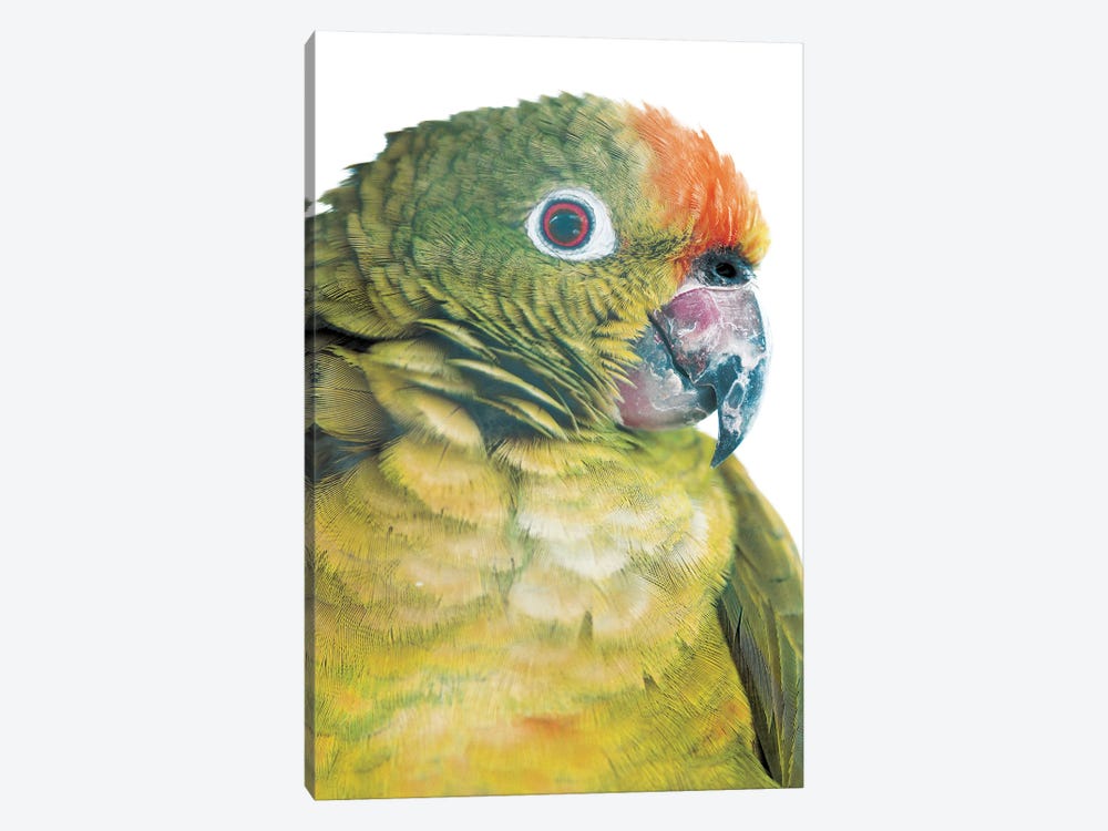 Parrot by Shot by Clint 1-piece Canvas Artwork