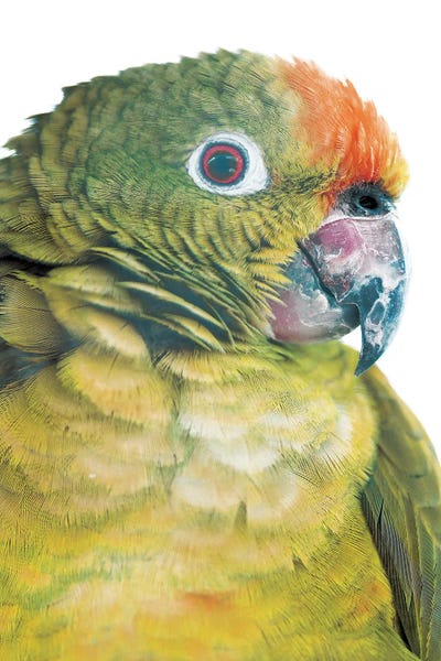 Parrots: Parrot by Shot by Clint