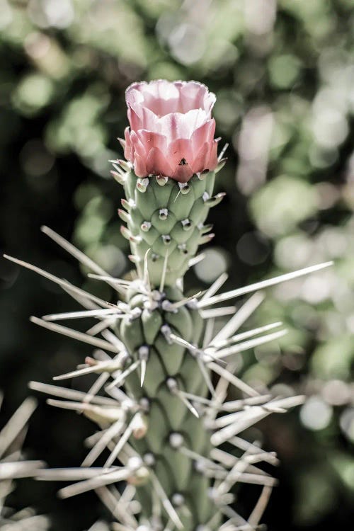 Pink Desert Bloom