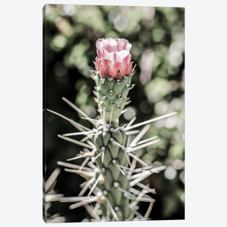 Pink Desert Bloom Canvas Print #SBC137} by Shot by Clint Canvas Print