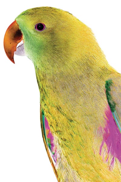 Polly by Shot by Clint canvas print