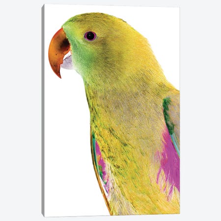Polly Canvas Print #SBC141} by Shot by Clint Canvas Print
