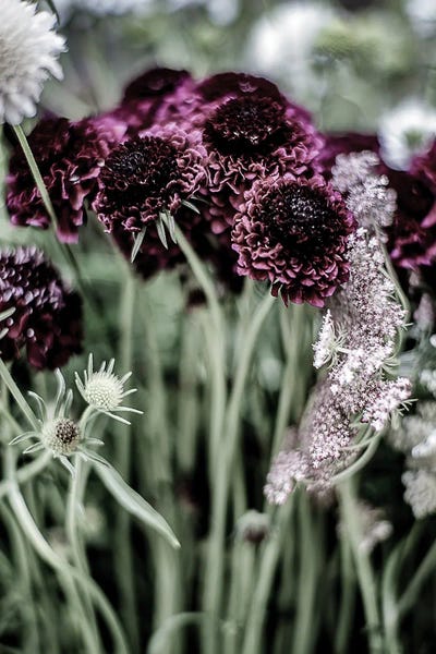 Wildflowers: Purple Heart by Shot by Clint