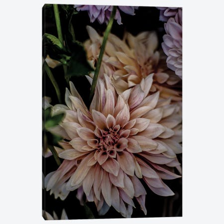 Queen Of The Night Canvas Print #SBC145} by Shot by Clint Canvas Artwork