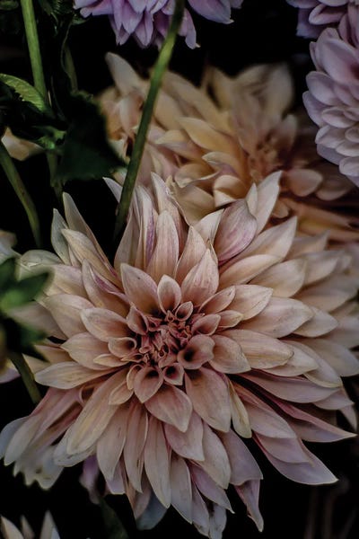 Dahlias: Queen Of The Night by Shot by Clint