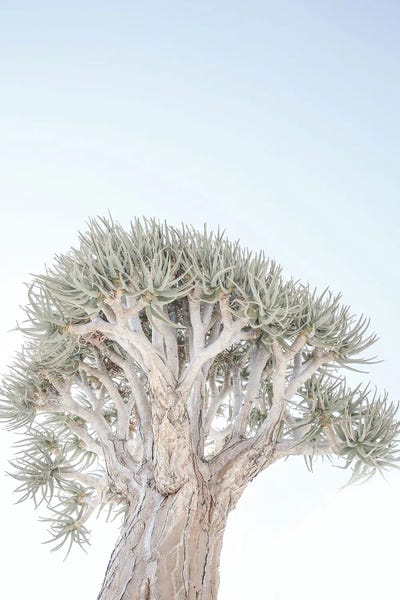 Quiver Tree by Shot by Clint gallery poster