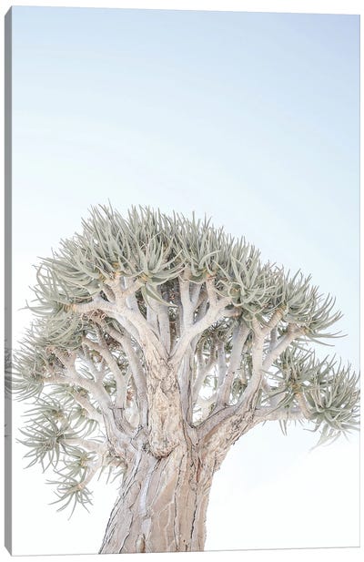 Quiver Tree Canvas Art Print - Shot by Clint
