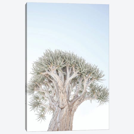 Quiver Tree Canvas Print #SBC146} by Shot by Clint Canvas Artwork