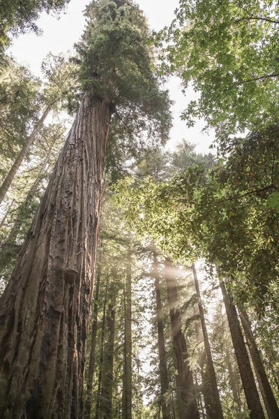 Redwoods by Shot by Clint canvas print