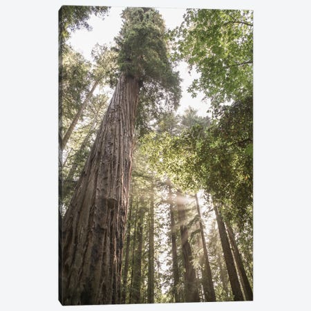 Redwoods Canvas Print #SBC148} by Shot by Clint Canvas Art Print