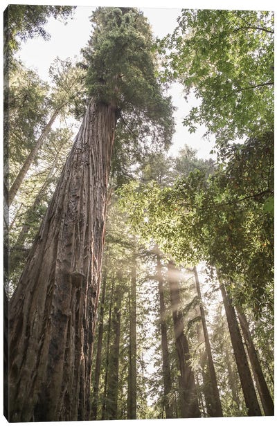Redwoods Canvas Art Print - Redwood Trees