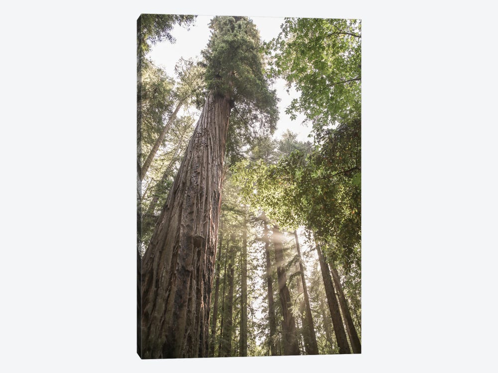 Redwoods by Shot by Clint 1-piece Canvas Wall Art