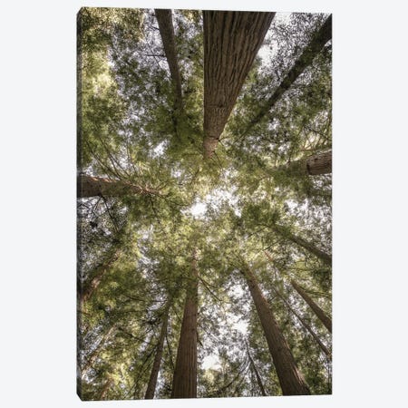Reedwood Forest Canvas Print #SBC149} by Shot by Clint Canvas Art Print