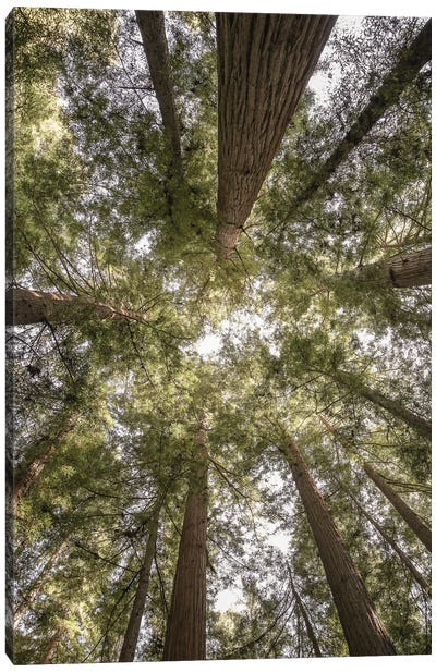 Reedwood Forest Canvas Art Print - Redwood Trees