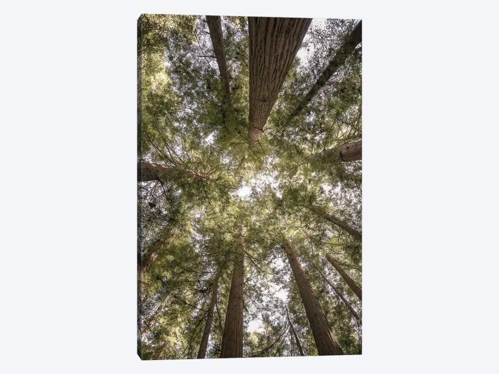 Reedwood Forest by Shot by Clint 1-piece Art Print