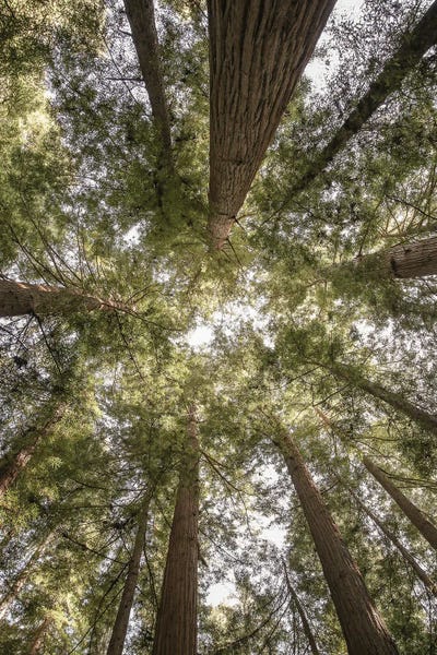 Redwood Trees: Reedwood Forest by Shot by Clint