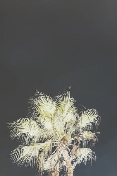 Fine Art Print: Robusta by Shot by Clint