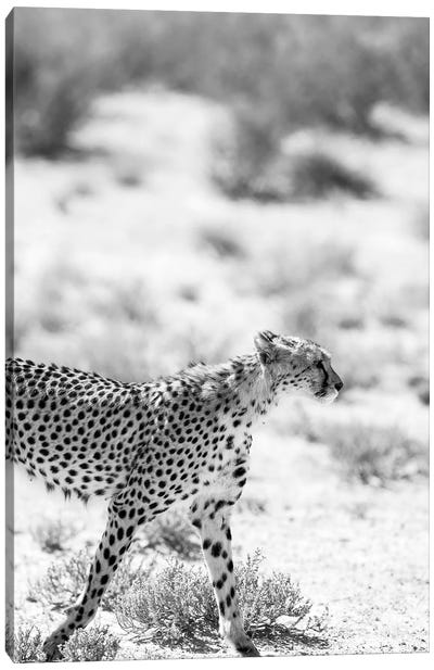 Safari Cat Canvas Art Print - Cheetah Art