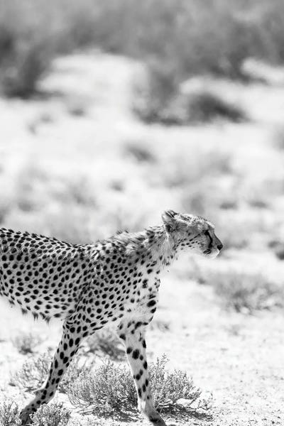 Cheetahs: Safari Cat by Shot by Clint