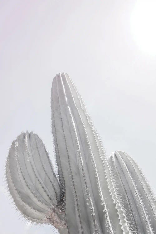 Saguaro