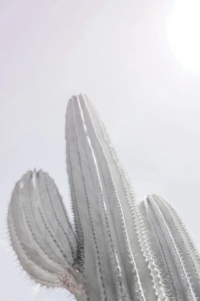Monochromatic Photography: Saguaro by Shot by Clint