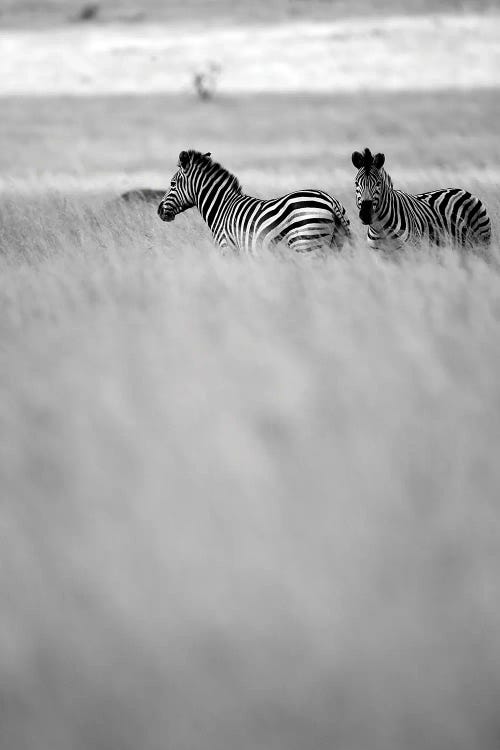 Savannah by Shot by Clint wall art