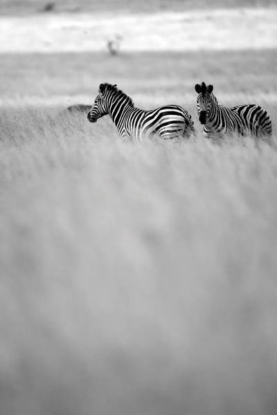 Zebras: Savannah by Shot by Clint
